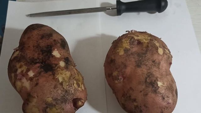 Урожай картофеля 2023