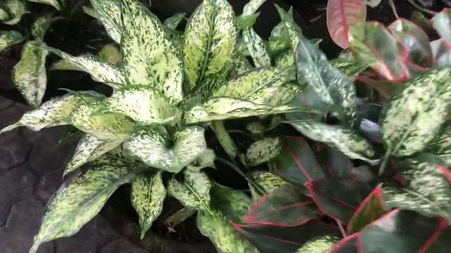 More tips and requirements about my aglaonema grow faster смотреть онлайн