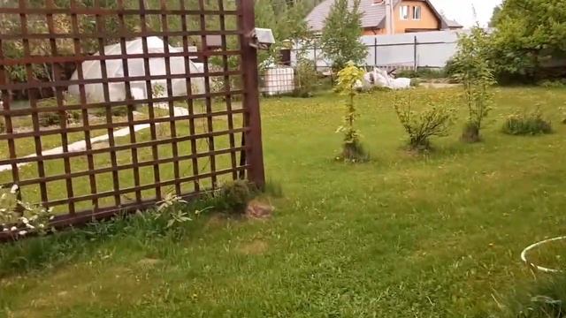 ВЛОГ:прогулка по саду/как формировать сосну/опять газон/пикник с детьми смотреть онлайн