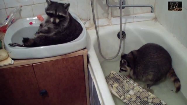 Приколы с енотами№1