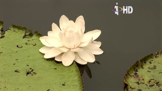 Victoria Regia O Victoria Amazónica