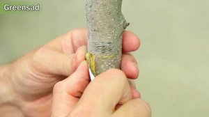 27 - Летняя прививка растений