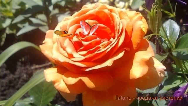 Роза флорибунда Реми Мартин (rose remigius martin) ? обзор: как сажать, саженцы розы Реми Мартин смотреть онлайн