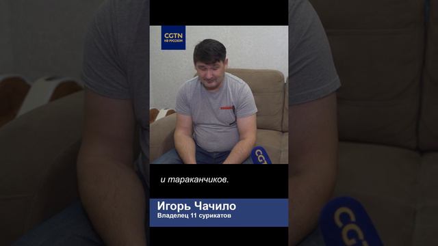 В обычной сибирской квартире поселились 11 сурикатов #ЛюдиДела(46) смотреть онлайн