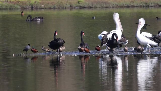 Wonderful to see wildlife living close and in harmony at the wetlands - lesson for humans - 4k vide смотреть онлайн