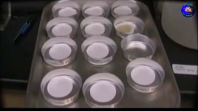 Тайна воды. Животные целители