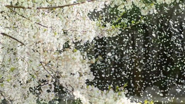 "БЕЛОЙ АКАЦИИ ГРОЗДЬЯ ДУШИСТЫЕ".Стихи: М. Матусовского Музыка: В.Баснера. Исполняет: Елена Артёменк смотреть онлайн