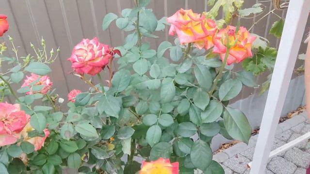 Лина. Lina (ЧГ) Rosebushes.ru