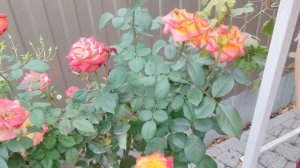 Лина. Lina (ЧГ) rosebushes.ru