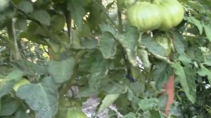 О сортах томатов: Инжир Розовый, Инжир Красный.