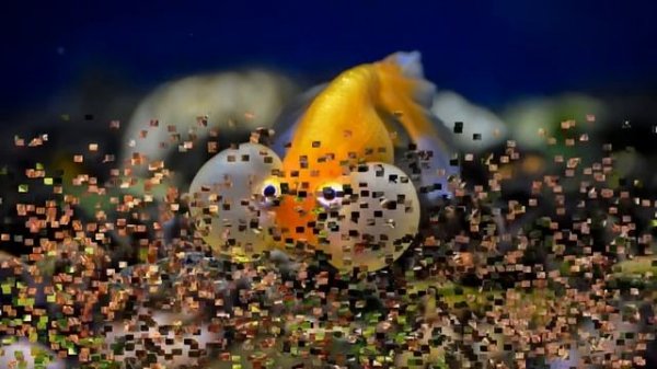 Самые необычные аквариумные рыбки/The most unusual aquarium fish