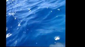 КИТОВАЯ АКУЛА И ОСЬМИНОГ (Domina Coral Bay Aquamarine, Шарм Эль Шейх)