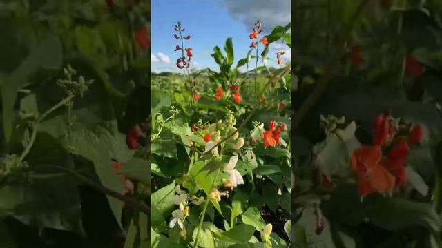 Цветущая фасоль☀️❤️ смотреть онлайн
