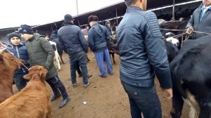 молбозор худжанд нархи молхои оча бача ва моли дучон дар бозор 4-декабр