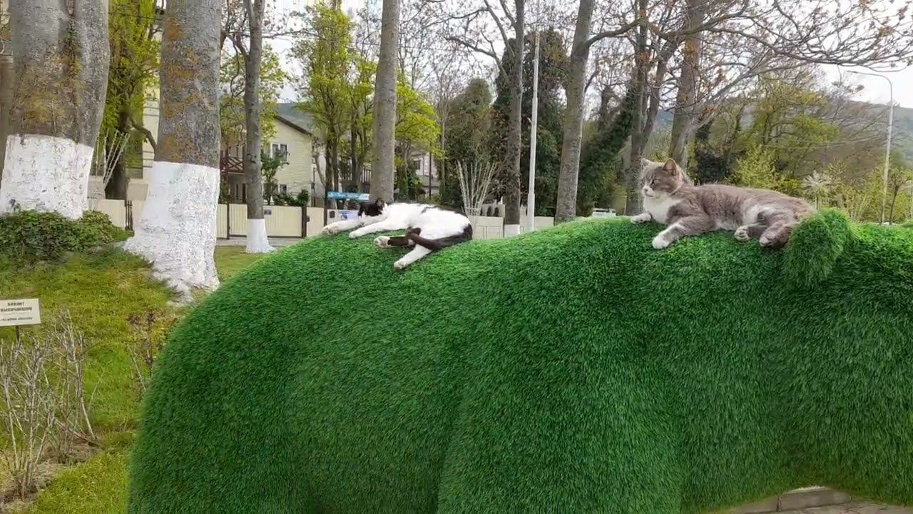 милота Кабардинская смотреть онлайн