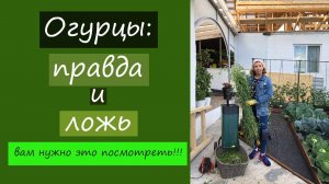Огурцы: правда и ложь. Вам нужно это посмотреть