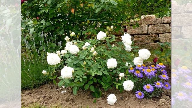 Susan Williams Ellis Rose David Austin смотреть онлайн