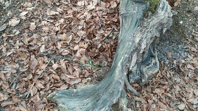 Новости с солонца. Подсыпаю свежую соль .Коровы обнаружили солонец.