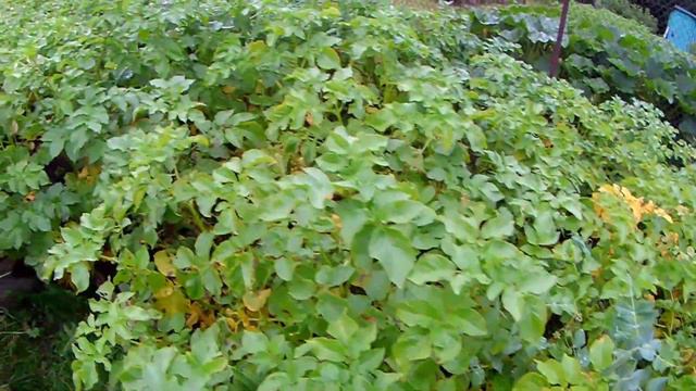 ХОРОШО В ДЕРЕВНЕ ЛЕТОМ! смотреть онлайн