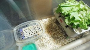 #СВЕРЧКИ содержание и разведение / Кормовые объекты - насекомые / Мари Мистик питомник животных