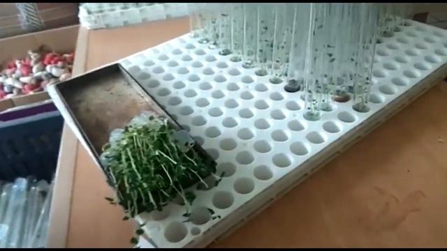 Как оздоравливают картофель? От начала до результата. смотреть онлайн