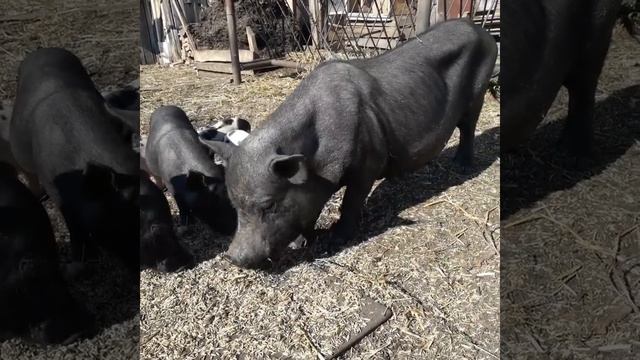 Кормление свиней во время уборочной(2) смотреть онлайн