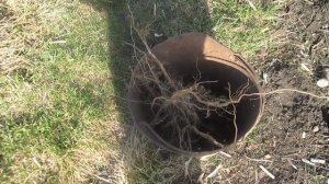 для чего перерабатываем стволы табака