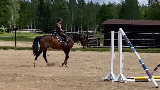 SOLD!!!Romeo, 2012 year gelding for sale смотреть онлайн