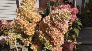 Метельчатая гортензия Геркулес ????