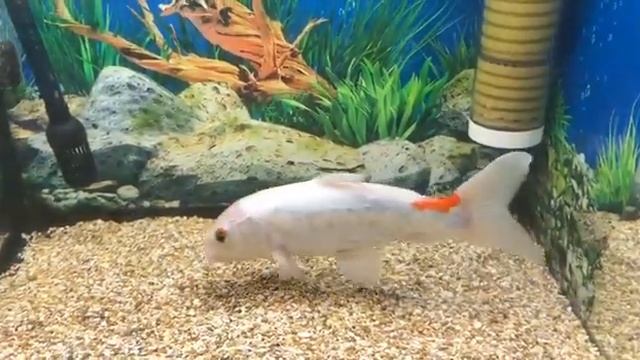 Кормление Карпа Кои креветками Хабаровск смотреть онлайн