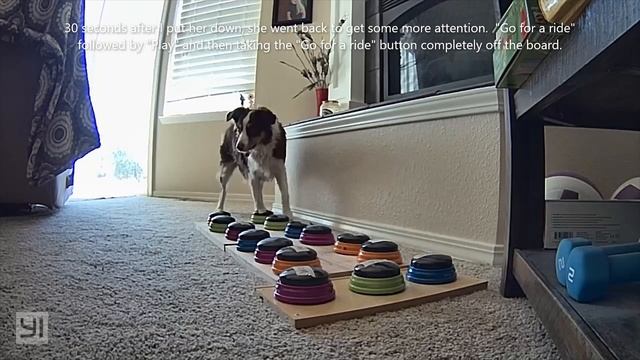 Izzy can talk too! - Izzy the dog finally starts using the buttons to talk смотреть онлайн