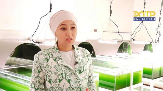 КЫРГЫЗСТАНДА ТИРҮҮ ХЛОРЕЛЛА БАЛЫРЫН ӨСТҮРГӨН АЛГАЧКЫ ИШКАНА АЧЫЛДЫ смотреть онлайн