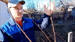 Весенняя обрезка абрикоса, закладываем урожай, формируем крону | 17 апреля 2023 г.