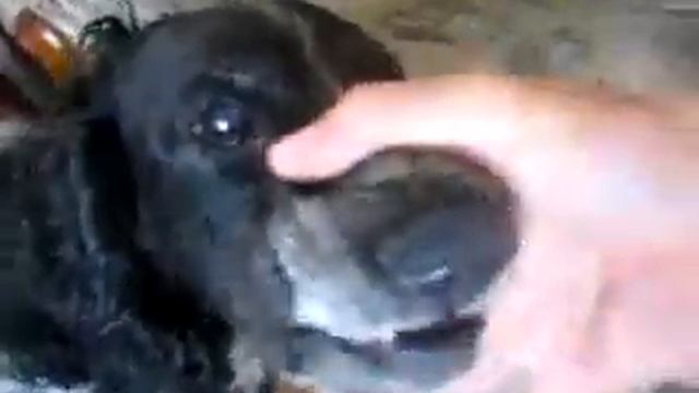 Собачье бормотание смотреть онлайн