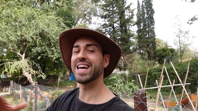 CIPRÉS : Un ÁRBOL MEDICINAL Que CAMBIA TU VIDA 🌲 ➡️ Conoce sus INCREIBLES USOS Y PROPIEDADES ⬅️ смотреть онлайн