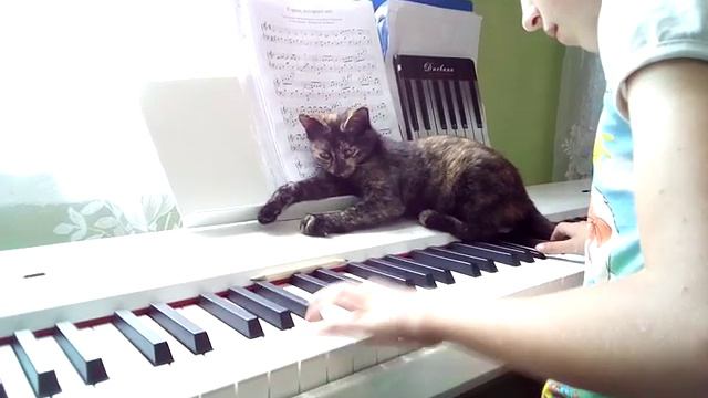 Кошка офигела от музыки смотреть онлайн