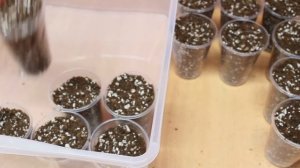 Когда и как черенковать клематисы.Укореняются легко и просто. Что делать с укорененными черенками