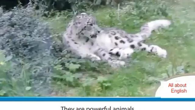 The Ghost Of The Mountains (Video) Excel 5 Module 7a