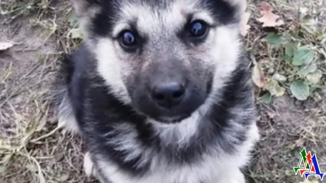 ДВОРНЯГА 2. Щенок визжал и пытался СПАСТИСЬ бегством от огромного рыжего КОТА, и вдруг… смотреть онлайн