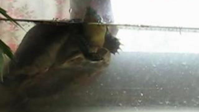 Диалог с черепахой.