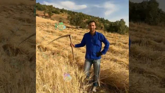 MARDİN DARGEÇİT YILMAZ MERANE MAHALLESİ MEHMET SELİM KAPLAN ÖZMERAN HIRDAVAT смотреть онлайн