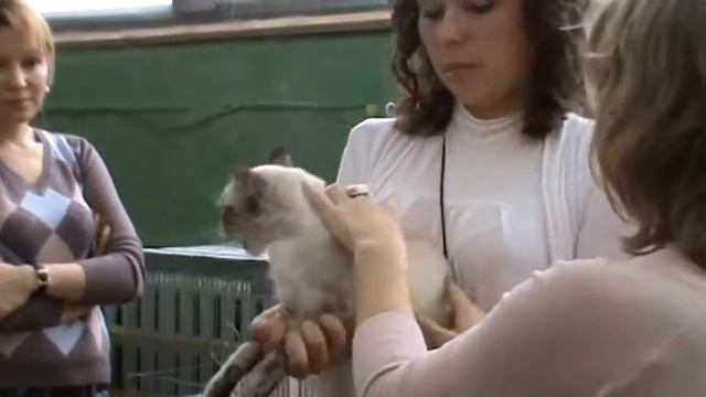 Тайское шоу. Выбор лучшего представителя породы. смотреть онлайн