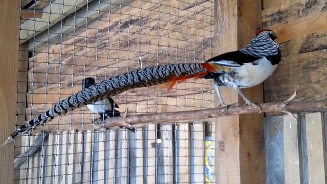 Алмазный фазан Педро) смотреть онлайн