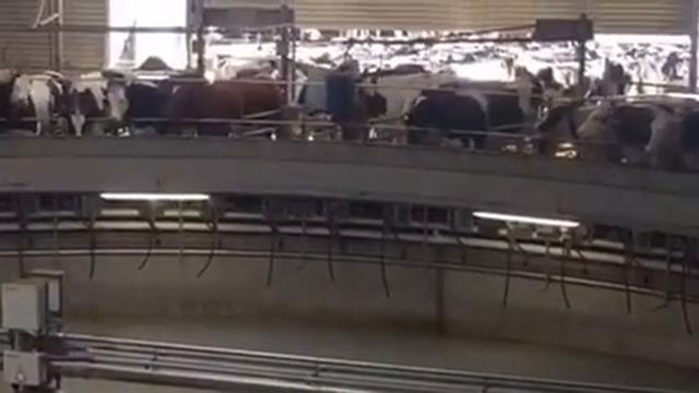 UDAZ Автоматическая система доения коров (карусельная) смотреть онлайн