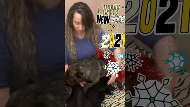 Французские бульдоги БумОсики. С наступающим Новым Годом ????? смотреть онлайн