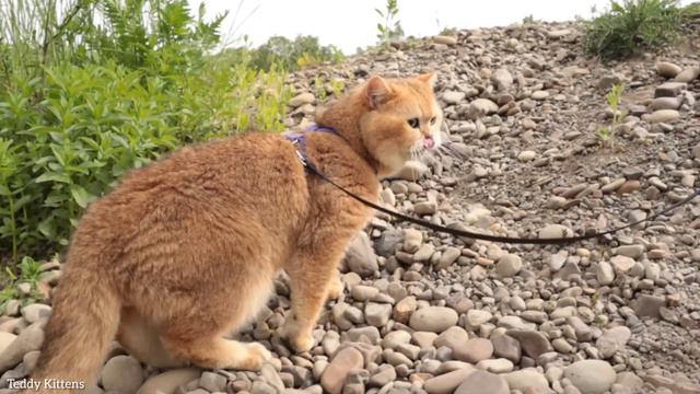 Fanta's unforgettable journey with her dad William. Relaxing video смотреть онлайн