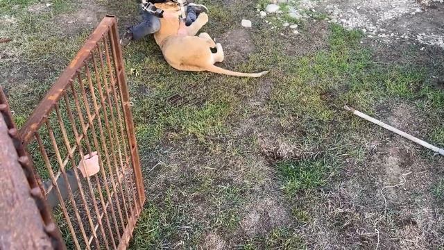 Догонялки с Львом / Обзор на новую М5 Mahotbro. смотреть онлайн