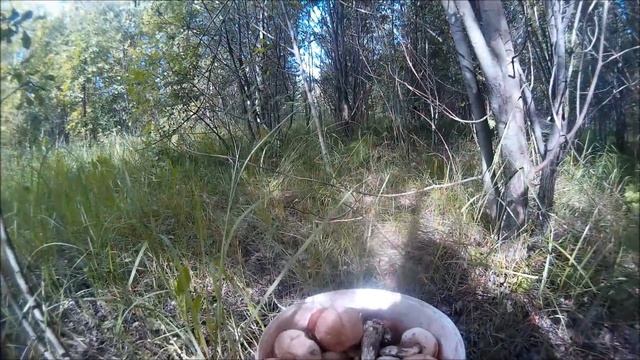 Грибы Второй слой пошел не пропустите смотреть онлайн