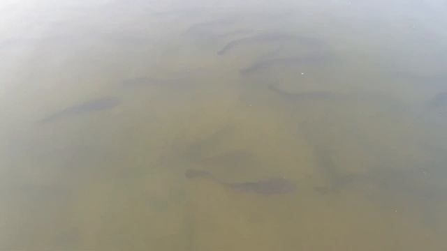 AL HAIR PARKS AND LAKES / AL HAIR LAKES PARK / RIYADH SAUDI ARABIA