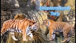 (СРАВНЕНИЯ) АМУРСКИЙ ТИГР  VS  ВСЕ ТИГРЫ